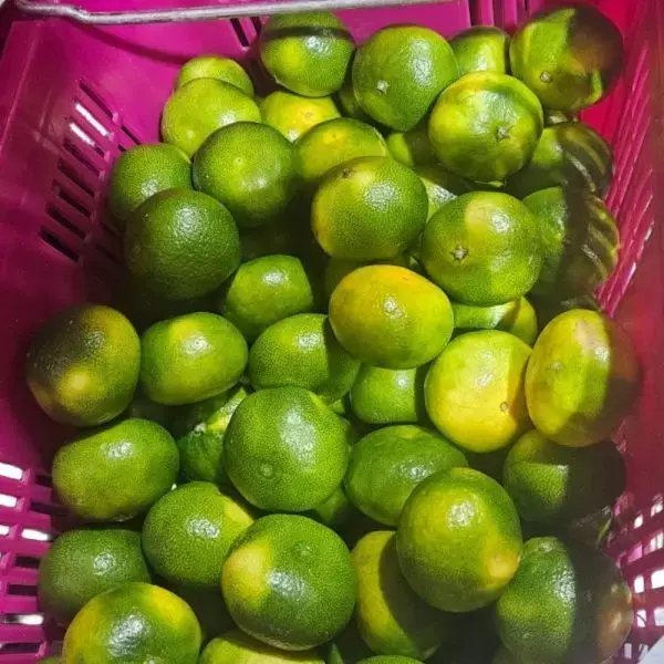 New-Season Early Mandarin Oranges 9kg