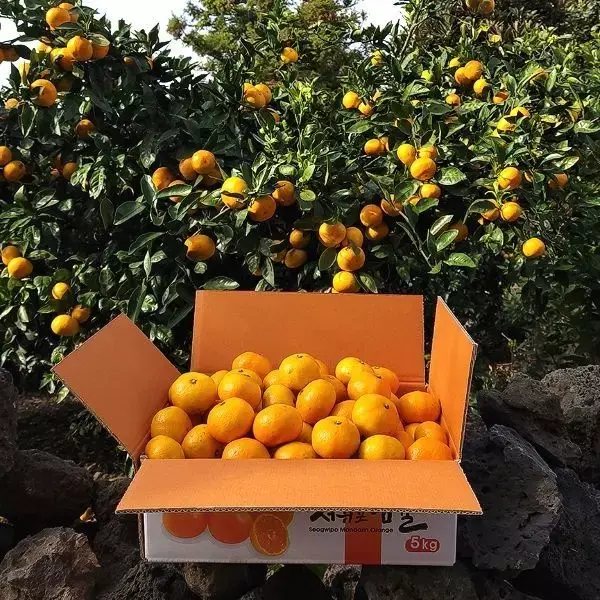 Open-Field Mandarin Oranges, Large Size (Royal Grade) 5kg