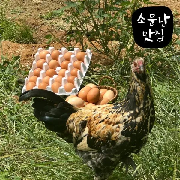 무항생제 HACCP인증 자연방사 난각번호 1번 유정란 30구 특란 계란농장