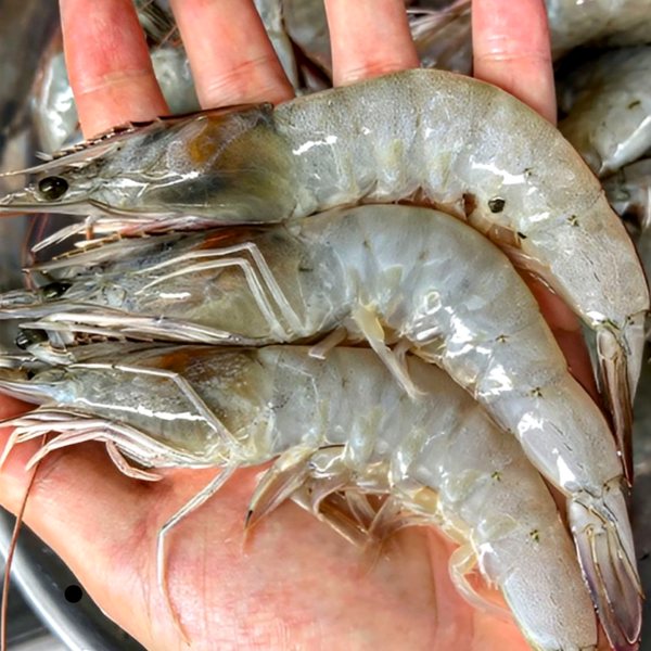 国産 旬の活き白脚エビ 1kg 約38尾