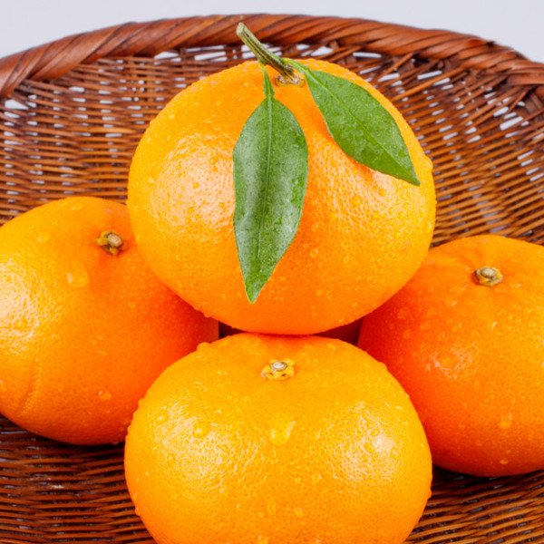済州 新物 極早生みかん 5kg