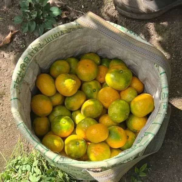 제주직송 유라 그린향 감귤 2kg 로얄과