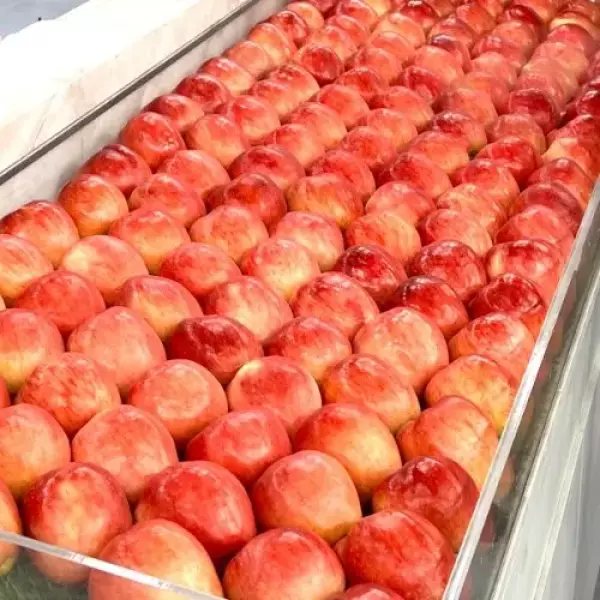 紅露(ホンロ)りんご 中大玉 2.5kg 9玉 個別ネット包装