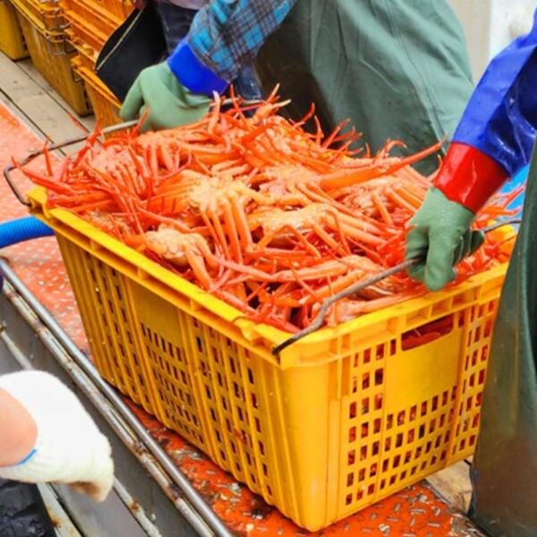 茹で紅ズワイガニ 3kg 約12杯