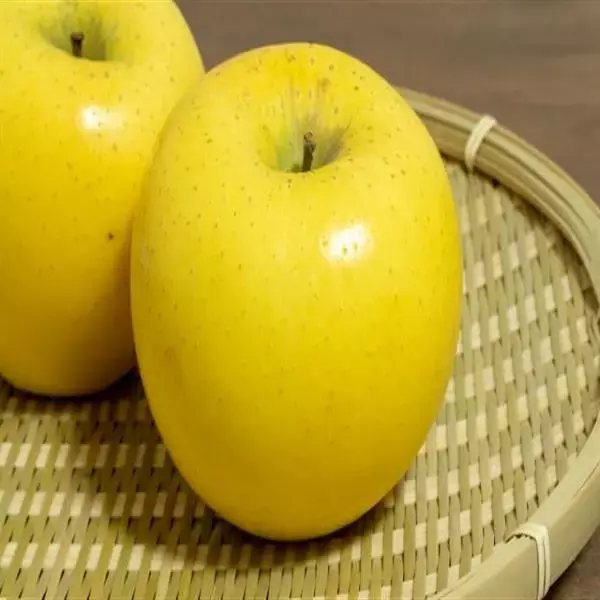 시나노골드 황금사과 5kg 중소과
